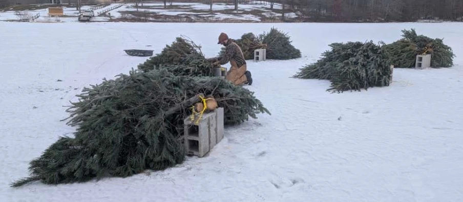 Belmont SWCD Places Holiday Trees