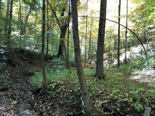 Dysart Woods First Sunday Walk – May 4