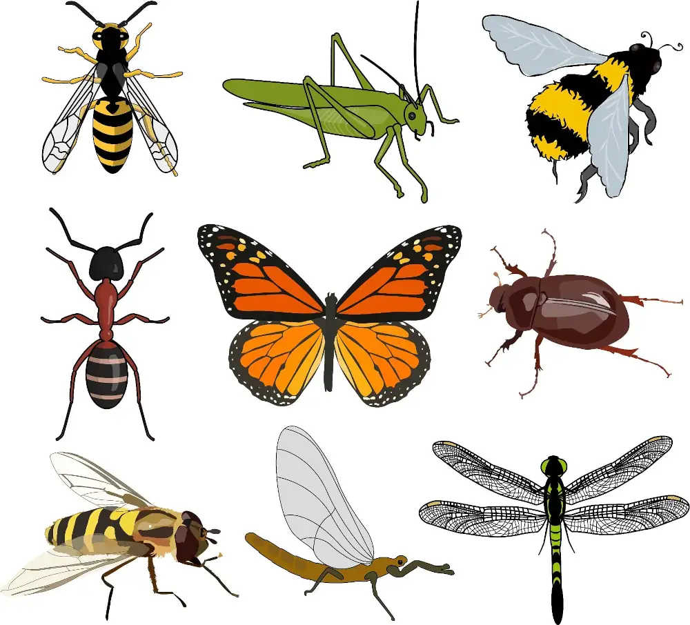 Bugs! Focus of Photo Contest