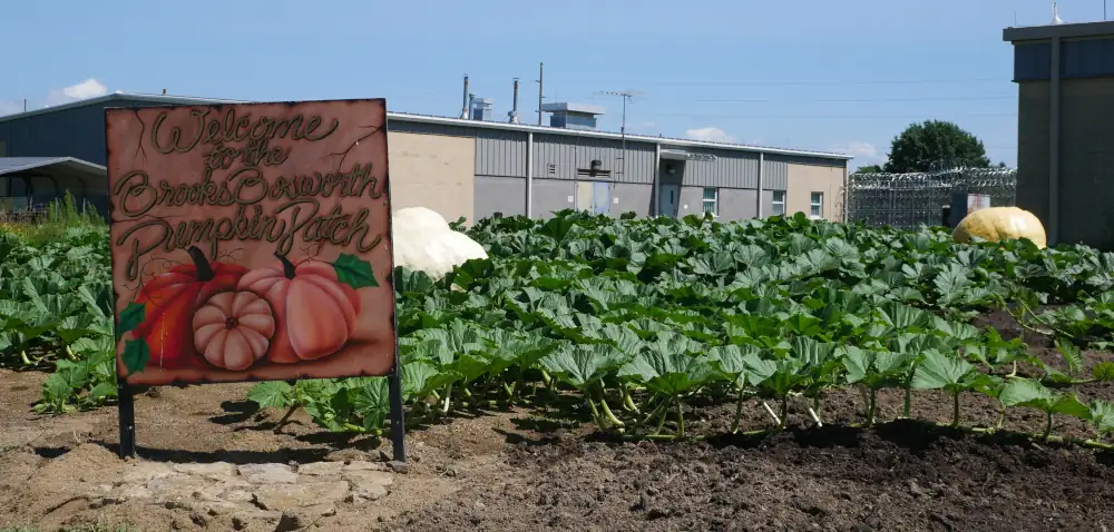 Belmont Correctional Institution’s Pumpkin Project Profiled