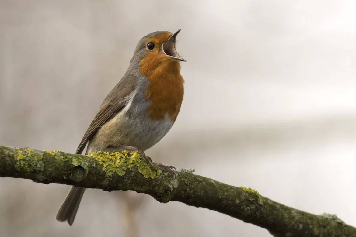 Dysart Woods Birdwatching Hike Planned  