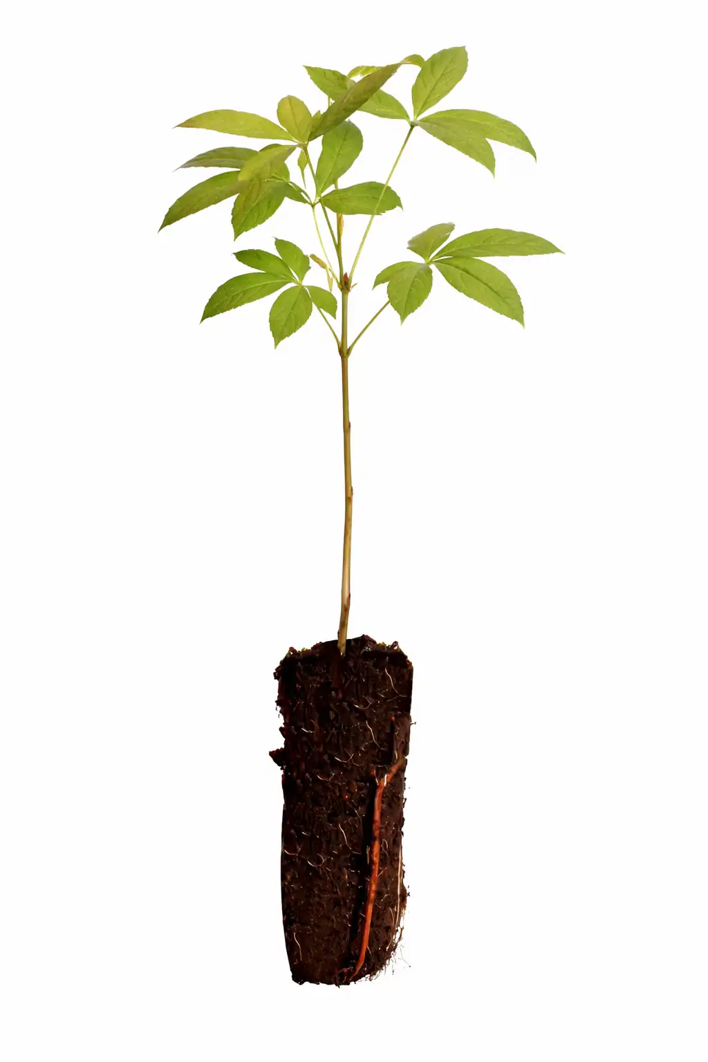 ODNR Opens Online Tree Seedling Website   
