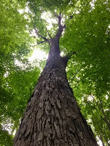 Heritage Tree Planted at Barkcamp State Park