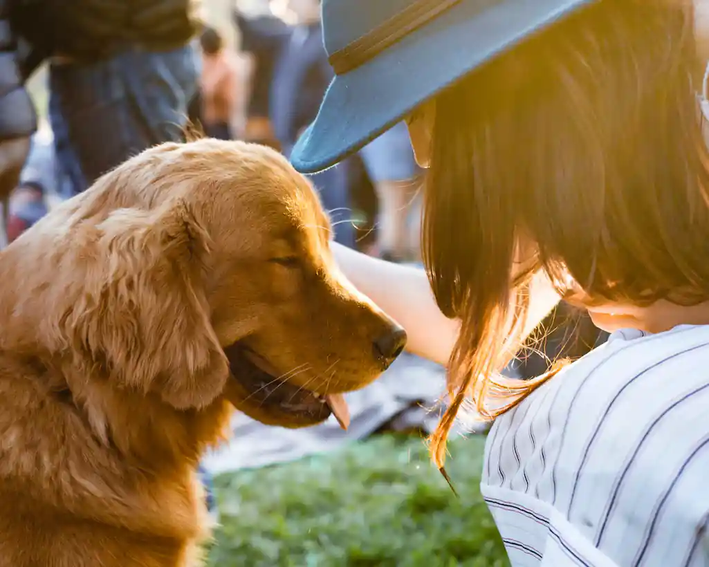 Canine Fall Festival